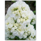 Флокс Phlox Tiara