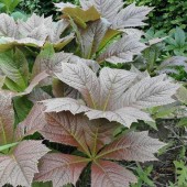 Роджерсия Подофила Rodgersia podophylla Braunlaub