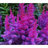Астильба Astilbe Vision In Red