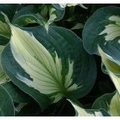Хоста Hosta Colored Hulk