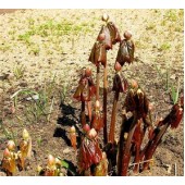Подофиллум Эмоди Podophyllum emodi