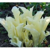 Хоста Hosta white feather