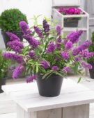 Буддлея Buddleja Free Petite Tutti Frutti
