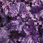 Гейхера Heuchera Forever Purple