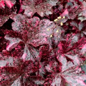 Гейхера Heuchera Midnight Rose Select
