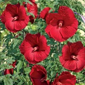 Гибискус Hibiscus My Valentine