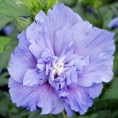 Гибискус сирийский Blue Chiffon