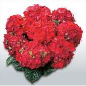 Гортензия Hydrangea HOT RED