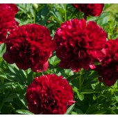 Пион Paeonia Red Grace