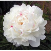 Пион Paeonia Festiva Maxima