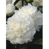 Пион Paeonia Shirley Temple