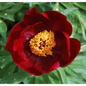 Пион Paeonia Early Scout