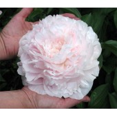 Пион Paeonia Myrtle Gentry