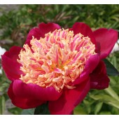 Пион Paeonia Sword Dance