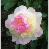 Пион Paeonia Raspberry Sundae
