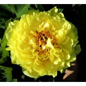 Paeonia Itoh Yellow Crown