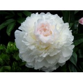 Пион Paeonia Mercedes