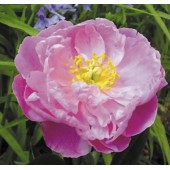 Пион Paeonia Suzette