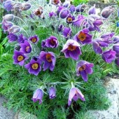 Сон-трава Pulsatilla Violet Bells