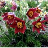 Сон-трава Pulsatilla Red Bells