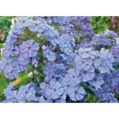 Флокс Phlox Blue Boy
