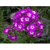 Флокс Phlox Uspech