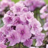 Флокс Phlox Zenobia