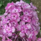 Флокс Phlox Пьяная Вишня