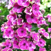 Флокс Phlox Aureоle