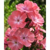 Флокс Phlox Тимур