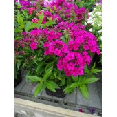 Флокс Phlox Early Cerise