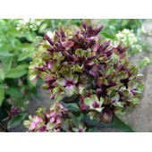 Флокс Phlox Mystique Green