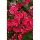 Флокс Phlox Punktchen