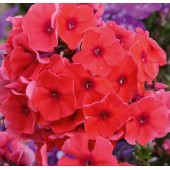 Флокс Phlox Adessa Orange