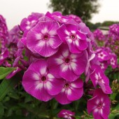 Флокс Phlox Laura