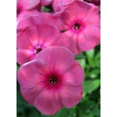Флокс Phlox Дымчатый Коралл