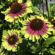 Эхинацея Echinacea Sweet Sandia