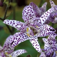  Трициртис коротковолосистый  хирта Tricyrtis Hirta