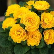 Примула Belarina Day-Glo Yellow