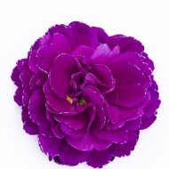 Примула Belarina Purple Diamond 