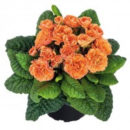 Примула Belarina Sweet Apricot 