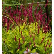 Персикария Persicaria Golden Arrow