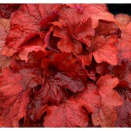 Гейхера Heuchera Fire Alarm