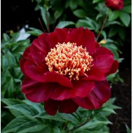 Пион Paeonia Акрон