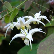 Епімедіум Epimedium White Heart