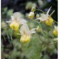 Епімедіум Epimedium Sphinx Twinkler