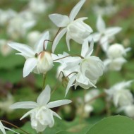 Эпимедиум Epimedium Niveum