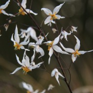Епімедіум Epimedium Shaanxi Forms