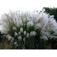 Мискантус Miscanthus Grosse Fontane