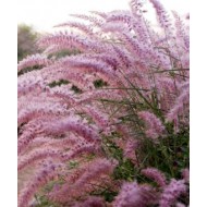 Пеннисетум Pennisetum Karley Rose
